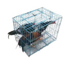 Costruzione durevole facile montaggio Design con vassoio rimovibile per la raccolta delle uova e gabbia di gallo galvanizzata posatoio - Product Image 3