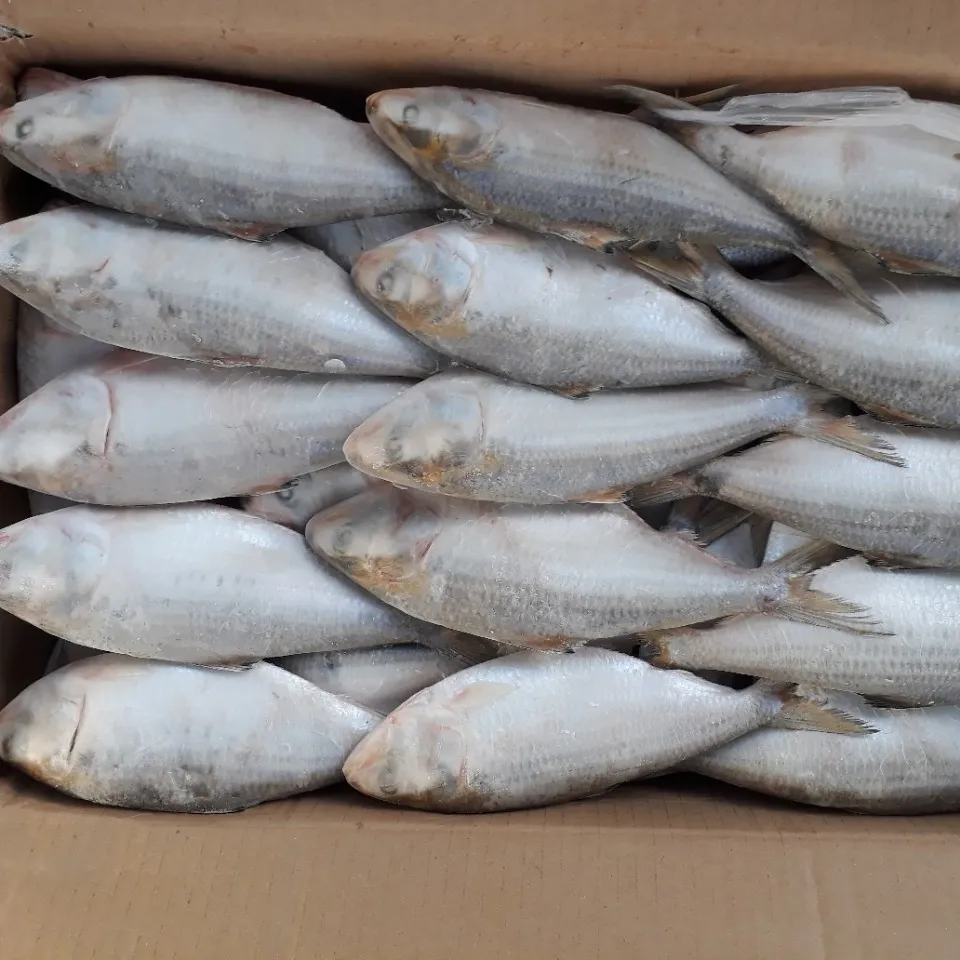 Frozen Hilsa Fish/Dotted Gizzard Shad/Scad/Bonito Giá Rẻ-Whatsapp 0084 989322607