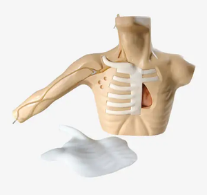 Simulador médico do treinamento para a educação Punção periférica Modelo venoso central do cateterismo da punção - Product Image 3