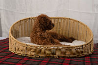 Grand panier tressé pour animaux de compagnie en rotin PP, respirant, lavable et durable, pour chiens et chatons d'intérieur, idéal pour la décoration du salon