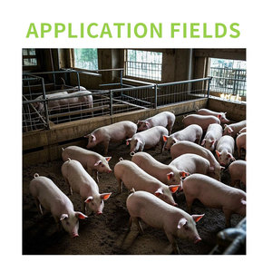 Aditivos para la Alimentación de Cerdos, Picolinato de Cromo y Fitosteroles, Mejora el <span class=keywords><strong>FCR</strong></span> y la Calidad de la Carne para Granjas Porcinas Comerciales - Product Image 5