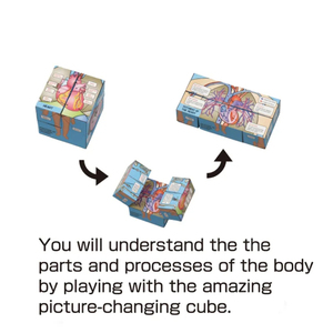 Juego de Órganos Humanos para Educación Temprana, Juguete Educativo de Ciencias para Estudiantes de <span class=keywords><strong>Primaria</strong></span> <span class=keywords><strong>y</strong></span> <span class=keywords><strong>Secundaria</strong></span>, Rompecabezas DIY, Juguetes Cognitivos - Product Image 3