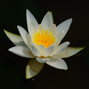 Pack Super Économique : Tuber de Nymphaea Hermine (Nénuphar d'eau résistant) et Panier Aquatique Pro - Product Image 6