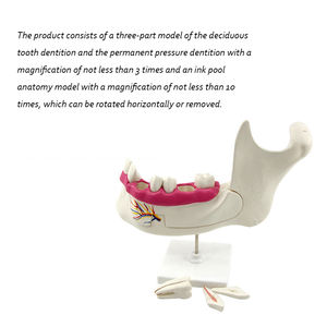 Dientes de plástico para dentición y artes marciales mixtas, modelo anatomico para dentición y artes marciales mixtas, instrumento de enseñanza científica - Product Image 4