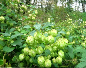 Fabricant Pur Naturel Biologique 10:1 Humulus <span class=keywords><strong>Lupulus</strong></span> Bière Houblon Fleur Extrait Poudre - Product Image 3