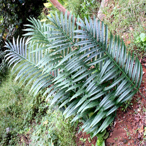 Hoja de coco verde <span class=keywords><strong>tropical</strong></span> simulada Falcé Hoja de girasol falsa Hoja de cola dispersa - Product Image 2