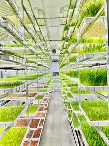 Machine de germination d'<span class=keywords><strong>orge</strong></span> entièrement automatique 500kg/jour/ferme de conteneur de fourrage de germination de germe de haricot pour la culture de fourrage vert - Product Image 4