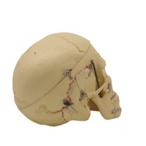 Modelos de laboratorio para enseñanza, 3 piezas, Cráneo <span class=keywords><strong>humano</strong></span> musculoso, <span class=keywords><strong>esqueleto</strong></span>, modelos para estudiantes - Product Image 4