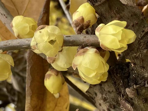 Flores Secas Enteras de Color Amarillo Verdadero de <span class=keywords><strong>Chimonanthus</strong></span> Praecox, Capullos de Flores para Té - Product Image 3