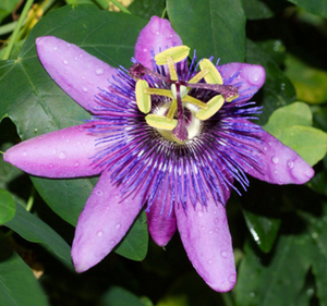 건강한 보충교재 Iso 할랄 정sher 순수한 유기 <span class=keywords><strong>Passiflora</strong></span> <span class=keywords><strong>Incarnata</strong></span> 추출물 2%-10% 플라보노이드 열정 꽃 추출물 분말 - Product Image 3