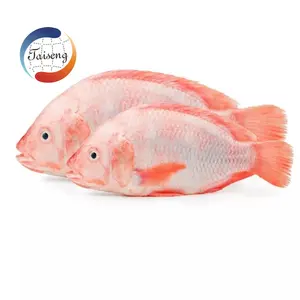 Yüksek kaliteli en iyi taze iyi fiyatlarla balık deniz ürünleri dondurulmuş kırmızı Tilapia
