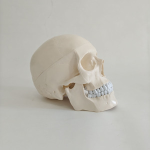 Modèle anatomique <span class=keywords><strong>de</strong></span> crâne humain grandeur nature <span class=keywords><strong>de</strong></span> bonne qualité, détachable, avec cerveau amovible, pour l'enseignement médical - Product Image 4