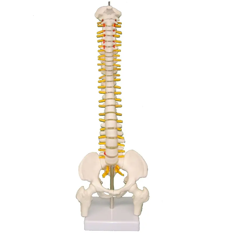 Modelo de coluna flexível humana médica 45cm de baixo preço