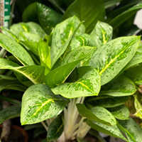 Collection Premium Authentique d'Aglaonema – Plantes d'Intérieur Exotiques Vertes, Argentées et Rouges, Jeunes, Chinoises, à Feuilles Perpétuantes – Lot de 100 Graines Botaniques Fraîches