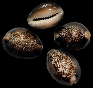 Shell <span class=keywords><strong>Conch</strong></span> - Product Image 1