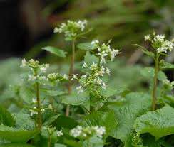 Polvere di Estratto di Wasabi Fornita dalla Fabbrica, Polvere di Radice di Wasabi, Polvere di Wasabi Piccante (Radice di Ravanello) - Product Image 3
