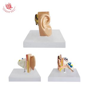 Modèle d'anatomie de modèle d'oreille humaine ultra réaliste petit et exquis recours d'enseignement - Product Image 2