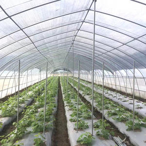 Invernadero Agrícola Personalizado de Múltiples Tramos con Película Plástica para Cultivo de Vegetales y Flores - Product Image 5