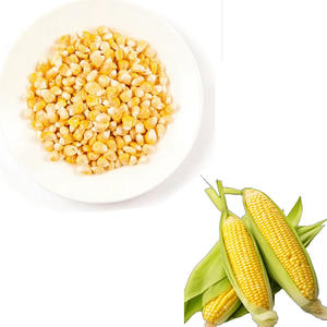 Légumes lyophilisés en gros très demandés, maïs en grains lyophilisé, légumes déshydratés sains - Product Image 2