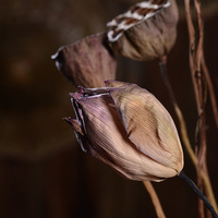 Vente en gros de gousses de lotus naturelles, gousses de graines de lotus naturelles pures pour arrangements floraux, décoration de la maison