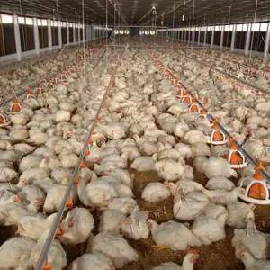 Modern High Quality Full Automatic Broiler Chicken Farm Equipment For Poultry House