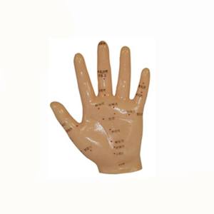 हाथ एक्यूपंक्चर मॉडल 13cm, एक्यूपंक्चर हाथ मॉडल - Product Image 2