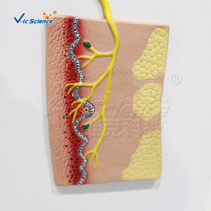 Modèle d'anatomie fonctionnelle de la moelle épinière humaine, structure neuronale, démonstration pédagogique, aide à l'enseignement médical - Product Image 4