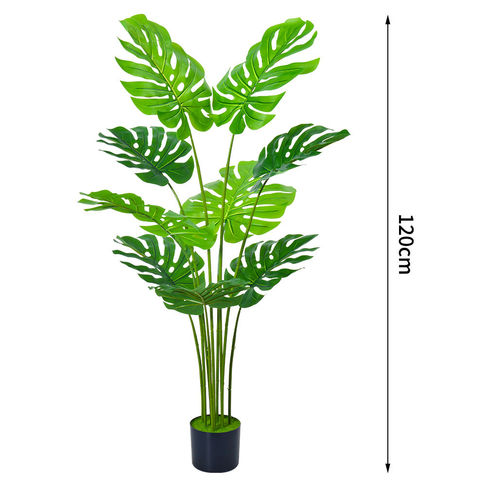 4ft plantes monstera