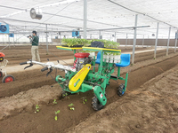 Transplanteur d'oignons et de riz à 2/4 rangées avec irrigation