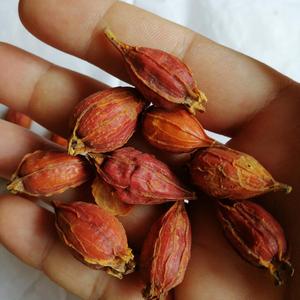 Frutti di Gardenia di Alta Qualità Zhi Zi, Grandi Frutti Naturali Essiccati di Gelsomino Capense, Gardenia Jasminoides Ellis in Vendita - Product Image 5