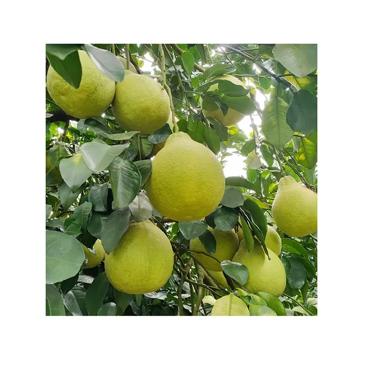 China Beste Citrusvruchten Nieuw Gewas Verse Pomelo Grapefruit Groene Huid Pomelo Te Koop