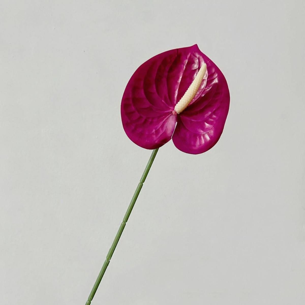 Rose purple