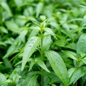 Polvo de Andrografólidos, Extracto de Hierba 'Rey de las Hierbas Amargas', Estándarizado al 10% de Andrografólidos, 1% de Polvo Herbal a Granel - Product Image 4
