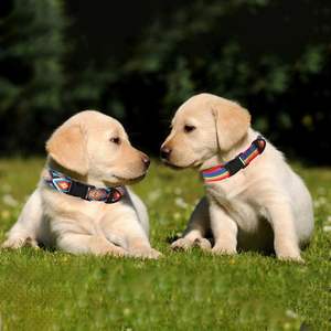 Ensemble de chien VVMEETYOU, collier réglable de style ethnique à motifs bohèmes doux avec boucle en métal et poignée rembourrée de 4 pieds - Product Image 4