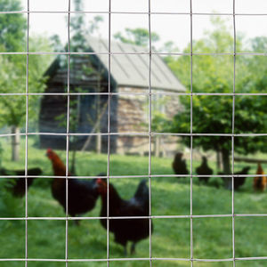 แผงรั้วเหล็กชุบสังกะสี GELE Cattle 14 ขนาด 3x3 นิ้ว และ 25 มม.  แผงรั้วสูง 1x1 นิ้ว  แผงลวดเชื่อมสแตนเลสชุบสังกะสี - Product Image 1