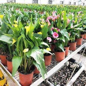 Pots de pépinière en plastique P419 avec trous de drainage, écologiques et durables <span class=keywords><strong>pour</strong></span> les plantes de pépinière en extérieur, l'aquaculture domestique - Product Image 6