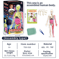 Kit de modèle scientifique d'anatomie d'organe de squelette humain phosphorescent assemblage 3D corps humain éducatif pour les enfants