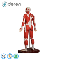 Maniquí de 170 cm de Tamaño Real del Sistema Muscular Humano, Modelo de Órganos Internos, 27 Partes, Figura Anatómica Muscular de Silicona Suave, Uso Médico