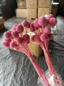 Fleurs séchées naturelles en promotion pour la décoration florale de mariage et de maison : Craspedia Golden Ball et Billy Balls séchées pour une décoration vintage. - Product Image 4