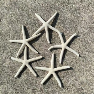 Livraison Gratuite Coquillages Naturels, Étoiles de Mer et Poissons pour Aménagement Paysager, Matériaux DIY Faits Main, Décoration Cadre Photo, Bouteille à Souhaits, Océan - Product Image 2