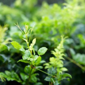 健康茶と減量茶新鮮なオーガニック中国ベリー茶工場直販 - Product Image 2