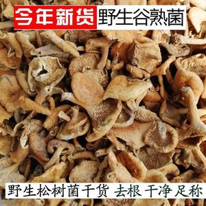 Setas <span class=keywords><strong>comestibles</strong></span> salvajes Lactarius deliciosus, <span class=keywords><strong>Agaricus</strong></span> deliciosus para alimentos - Product Image 6