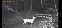 Caméra de chasse solaire 4G LTE 8MP 2K avec vision nocturne 950nm, longue autonomie, pour observation de la faune