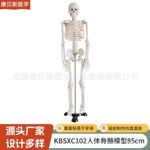 Modelo de Esqueleto Humano KBS/XC102 de 85 cm para Ajuste Óseo, Demostración de Yoga y Gimnasia, Enseñanza y Dibujo - Product Image 1