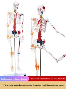 Modelo de <span class=keywords><strong>Esqueleto</strong></span> <span class=keywords><strong>Humano</strong></span> de Cuerpo Completo para Adultos Huichun, Material de PVC, Columna Vertebral Removible, para Enseñanza de Yoga, Hecho en China Continental - Product Image 4