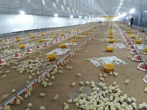 อาหารสัตว์ป่าสำหรับเลี้ยงไก่เนื้อหรือนกเนื้อ - Product Image 5