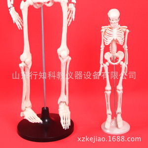 Modèle squelettique pour enfants de 42 cm à des fins pédagogiques - Fabricant d'instruments et de modèles pédagogiques - Product Image 5