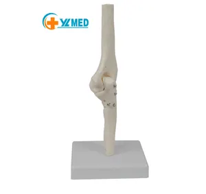 Modèle de squelette d'anatomie humaine modèle avancé d'articulation de coude grandeur nature en PVC