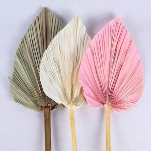 Feuilles de palmier séchées naturelles, plantes de pampa teintes et préservées, fleurs séchées en gros, grandes fleurs séchées pour mariage, décoration bohème à la maison - Product Image 5