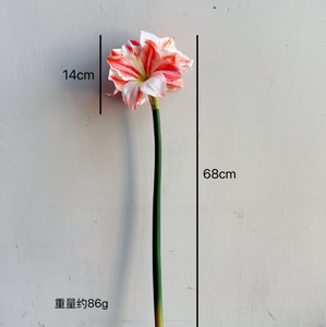Offre Spéciale Fleurs Artificielles <span class=keywords><strong>Amaryllis</strong></span> Soie Toucher Réel Clivia 4 Têtes Décoration Maison - Product Image 6